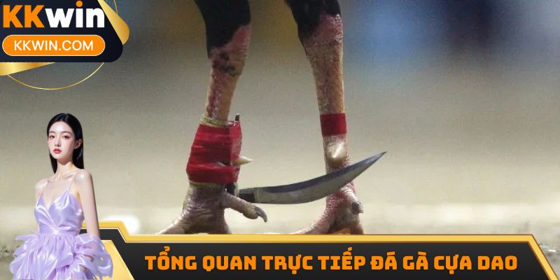 Tổng quan trực tiếp đá gà cựa dao